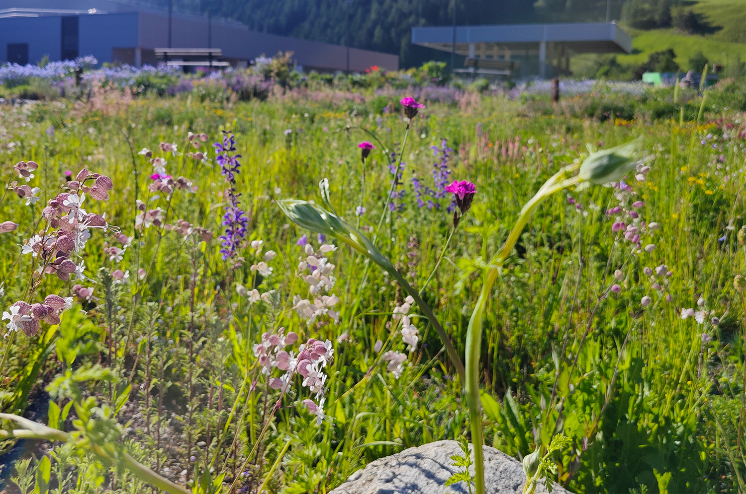 Allgemein Blumenwiese