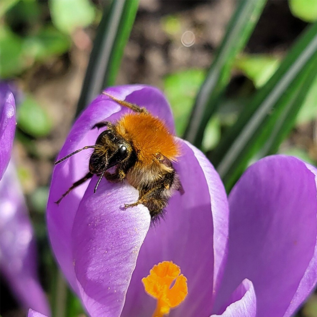 Ackerhummel