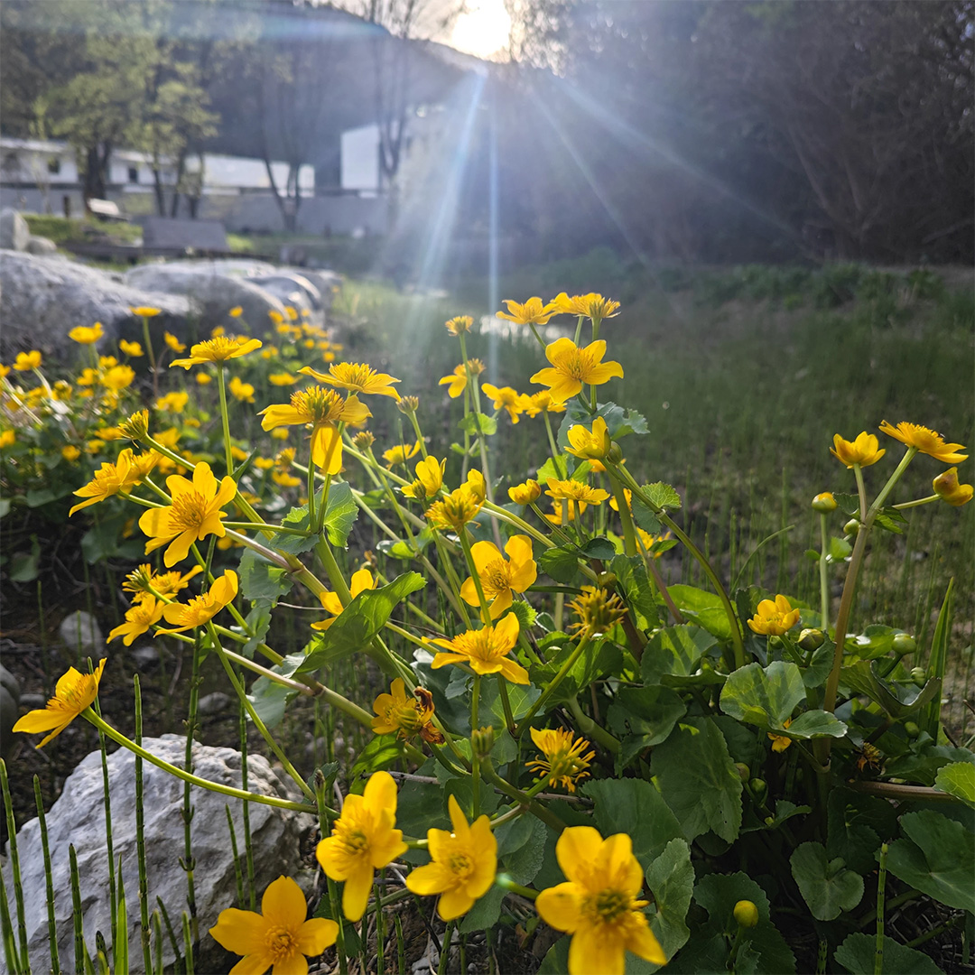 sumpfdotterblume
