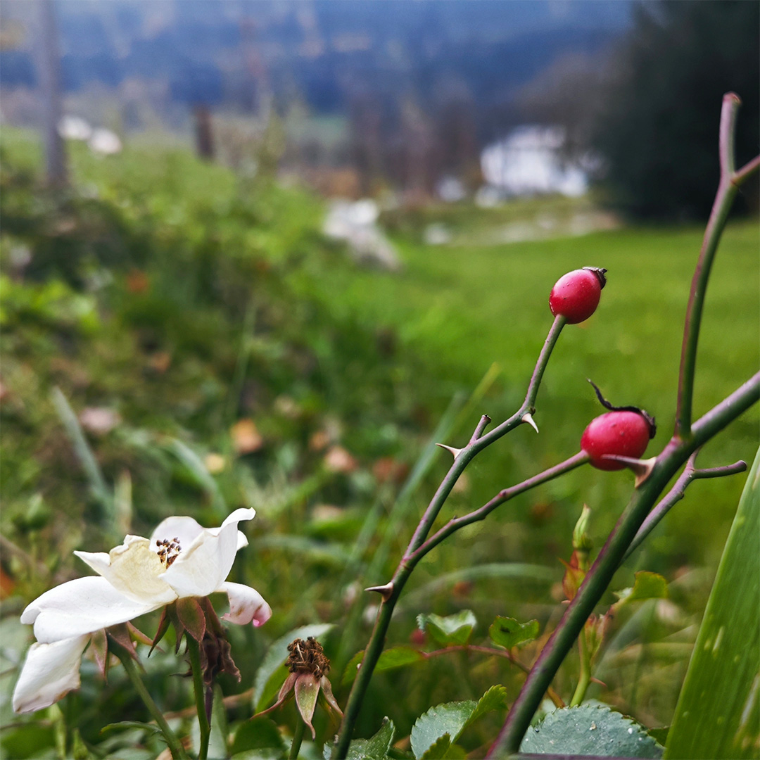 Wildrose