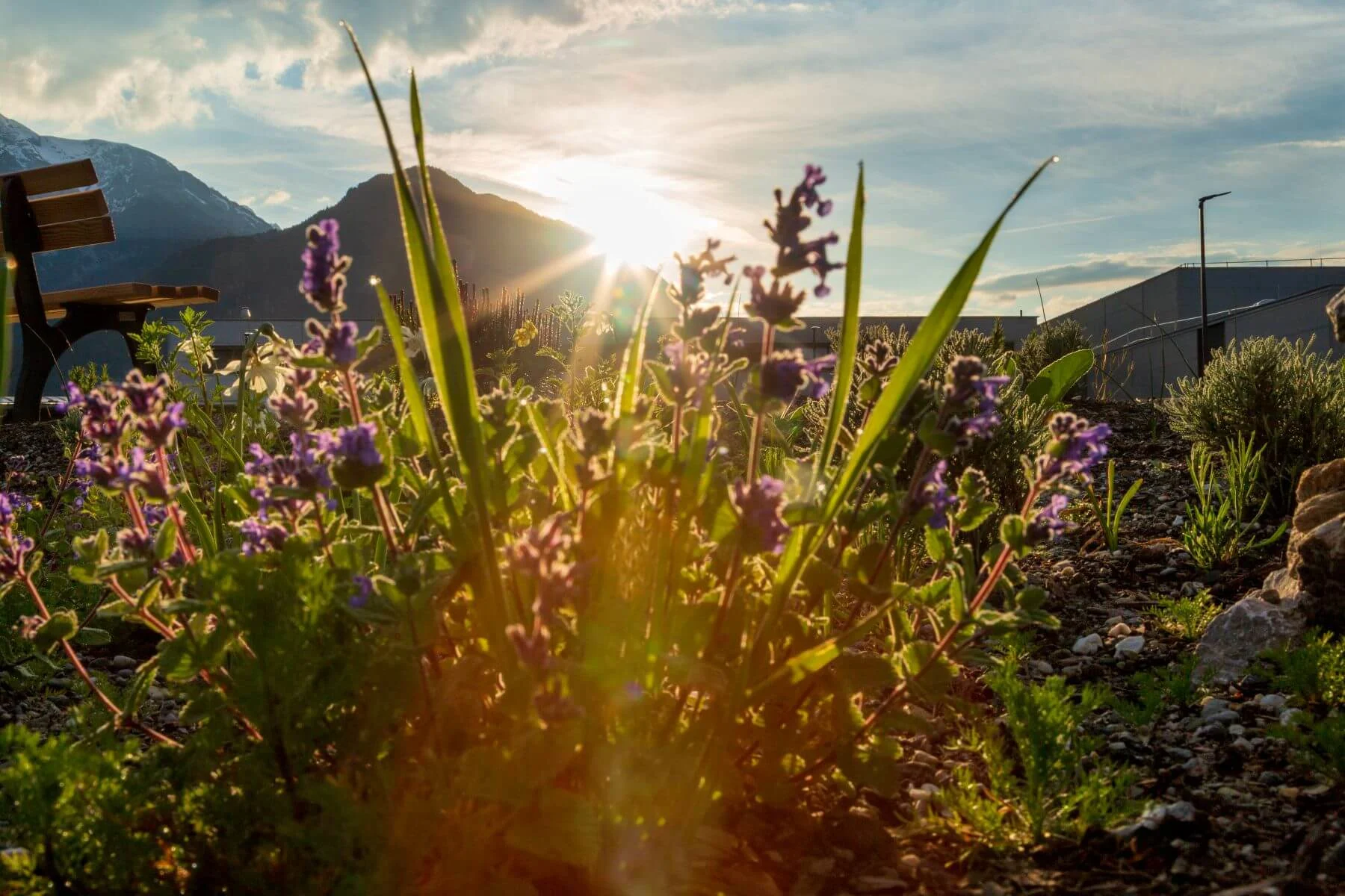 Pflanzen in einem Garten mit Bank und Sonne